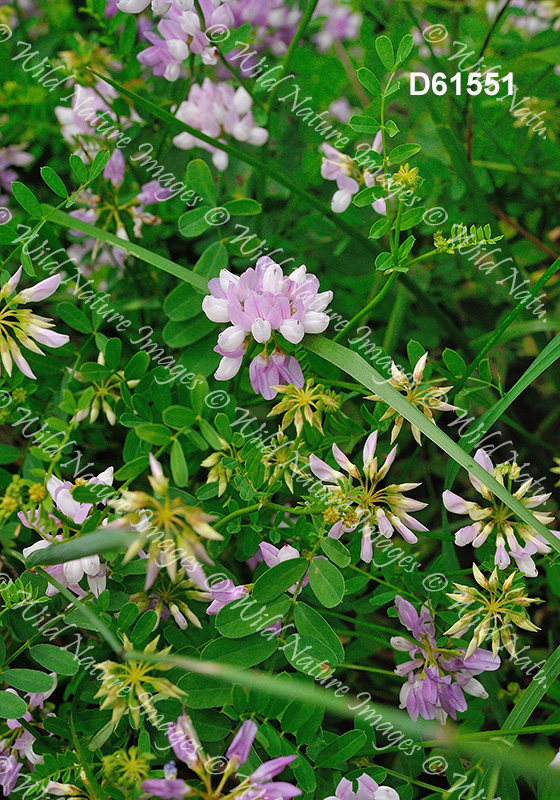 Crown Vetch (Securigera varia)